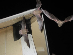 Bat Exclusion Service