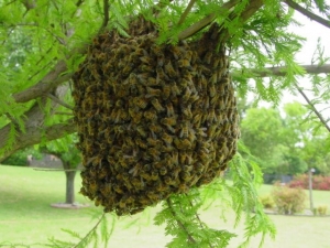 Bee and Hive Removal