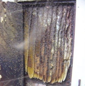 Bee Hive Removal
