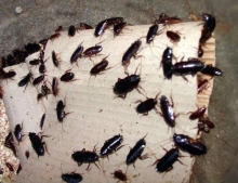 Pest Control Service